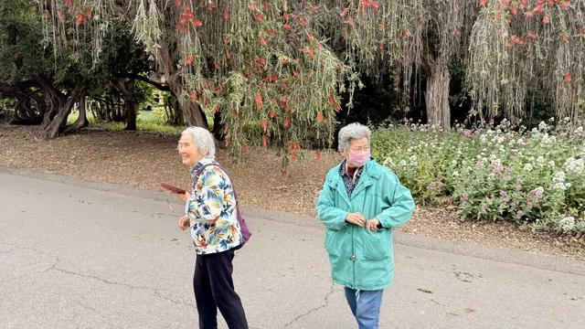 兩位長者走過紅色花樹下的步道