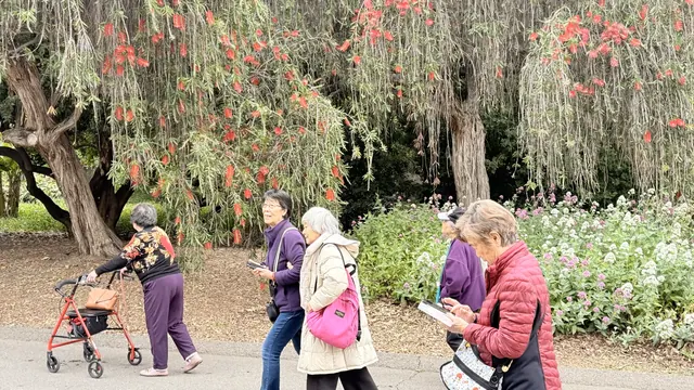 團員們漫步於紅色花樹下