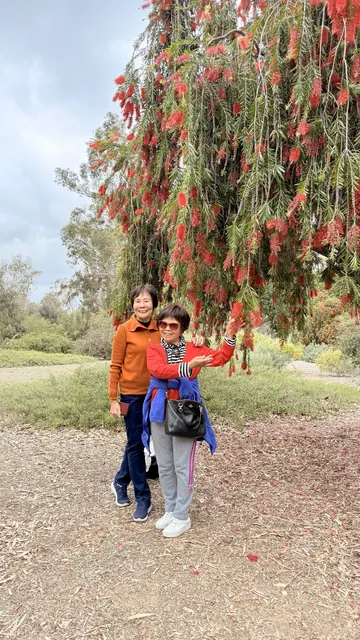 兩位團員在紅色垂枝花樹下合影