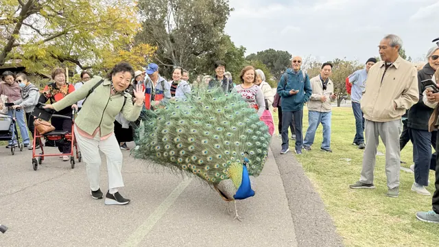長者在開屏孔雀旁俏皮留影