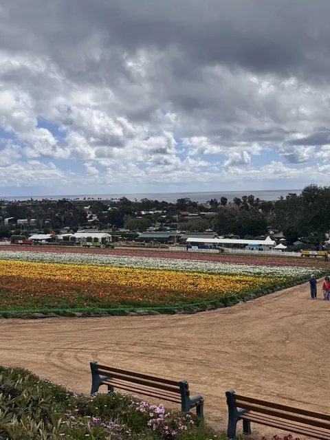花田全景,彩色花帶一路延伸至遠方海岸