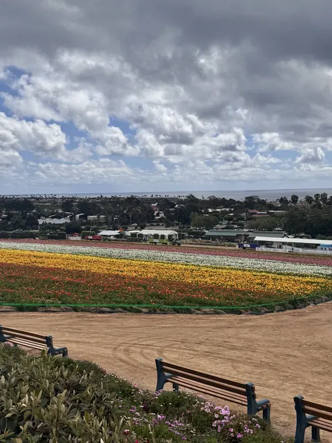 公園長椅旁俯瞰繽紛花田全景