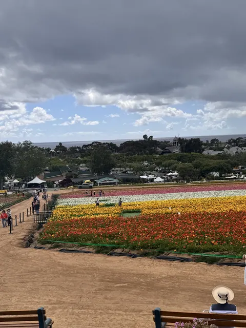 從高處俯瞰花田,五彩花卉成排綻放,遠處可見海岸景色